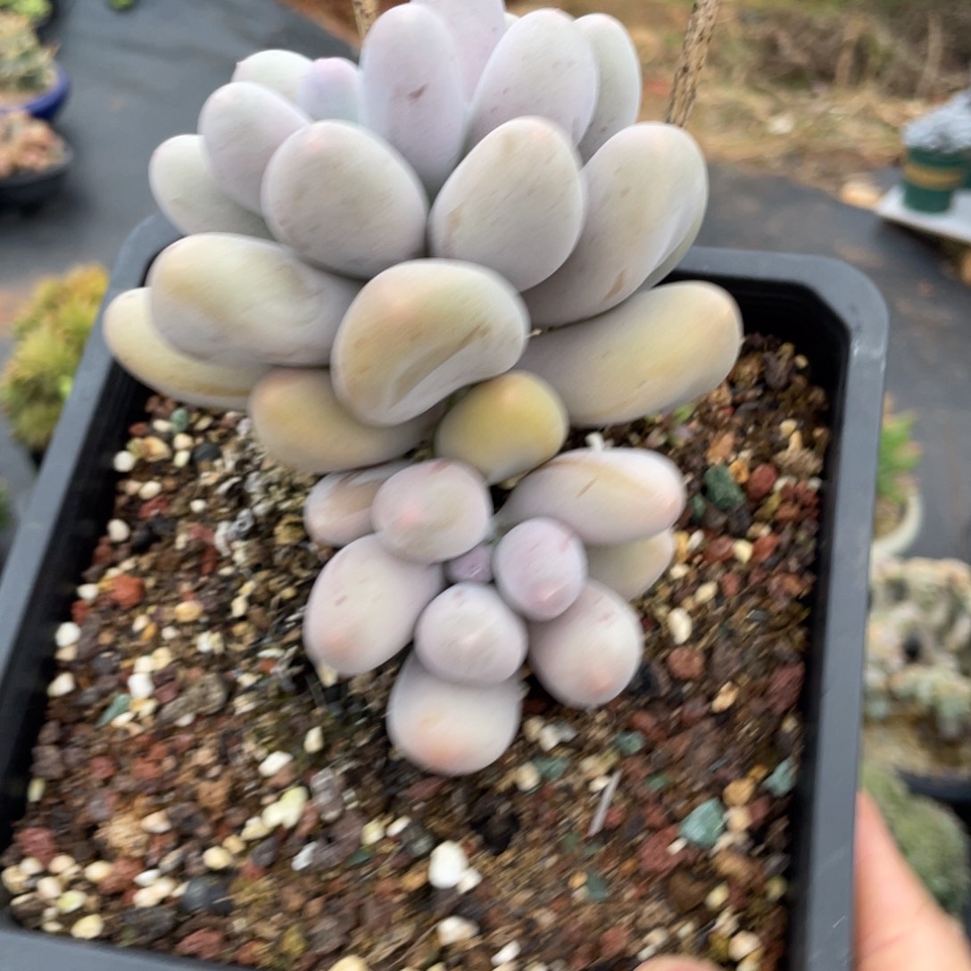 多肉植物米可双头福利