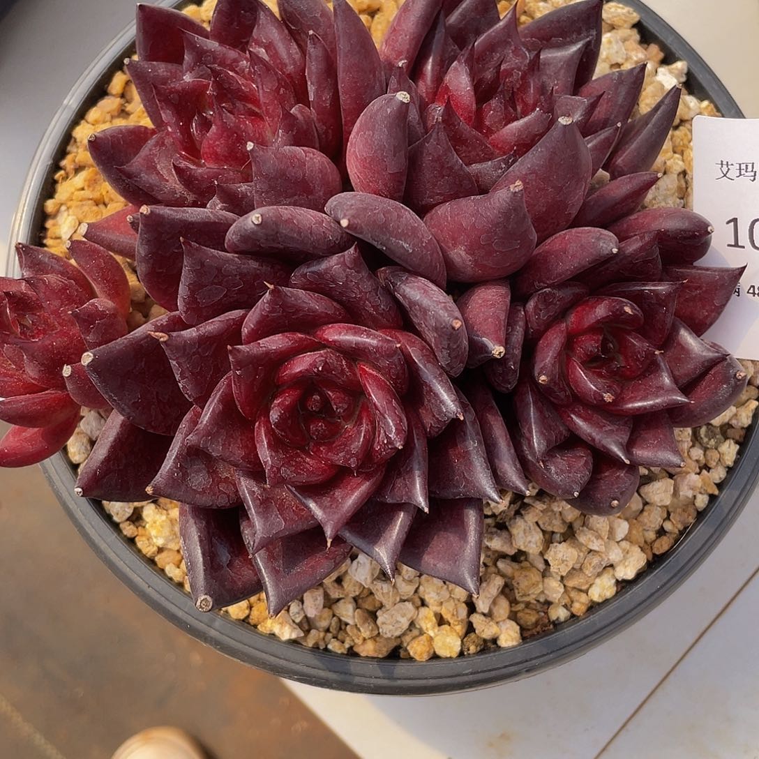 红福士020 多肉多肉多肉