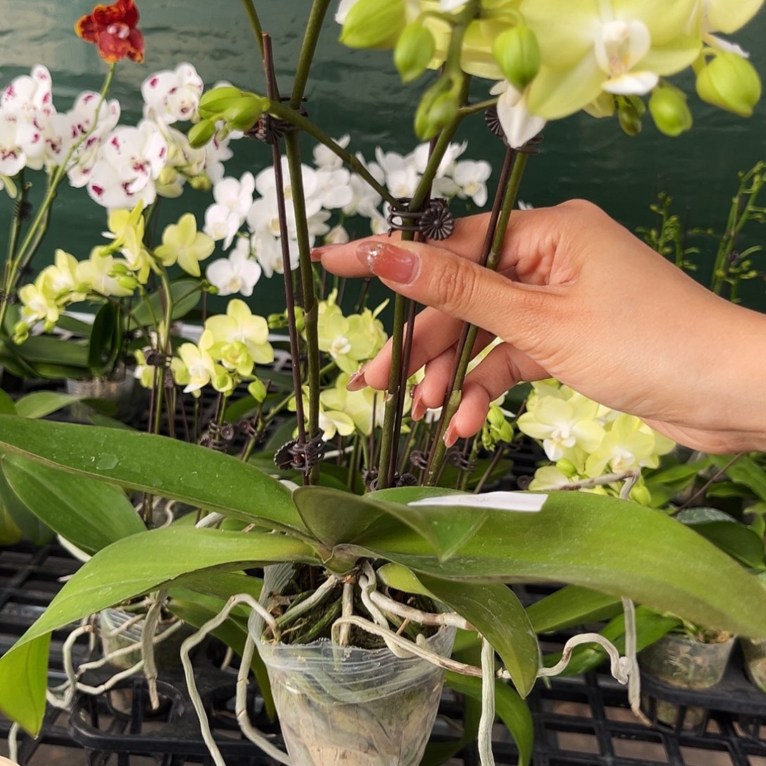 西***…大部分花苞少量开放104