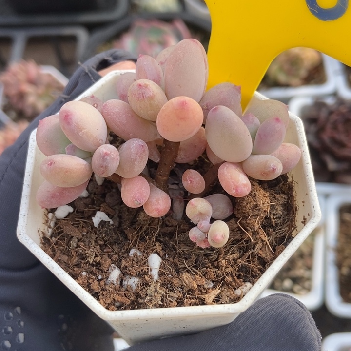 826糖豆奶多肉植物保护