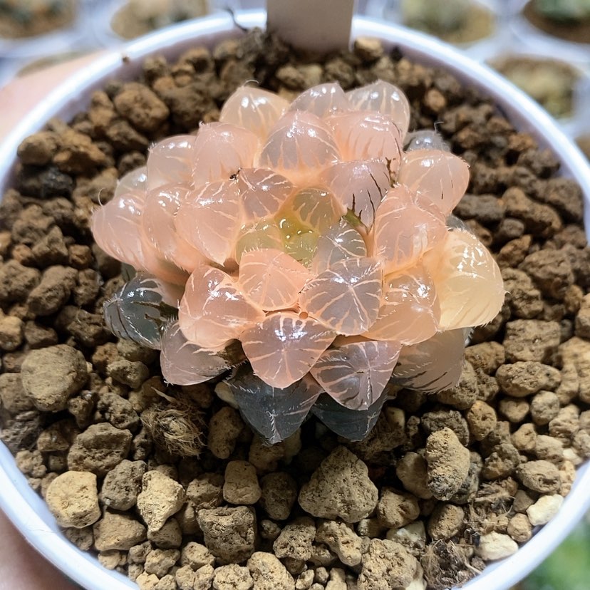 【闪购商品】28糊斑蓝镜