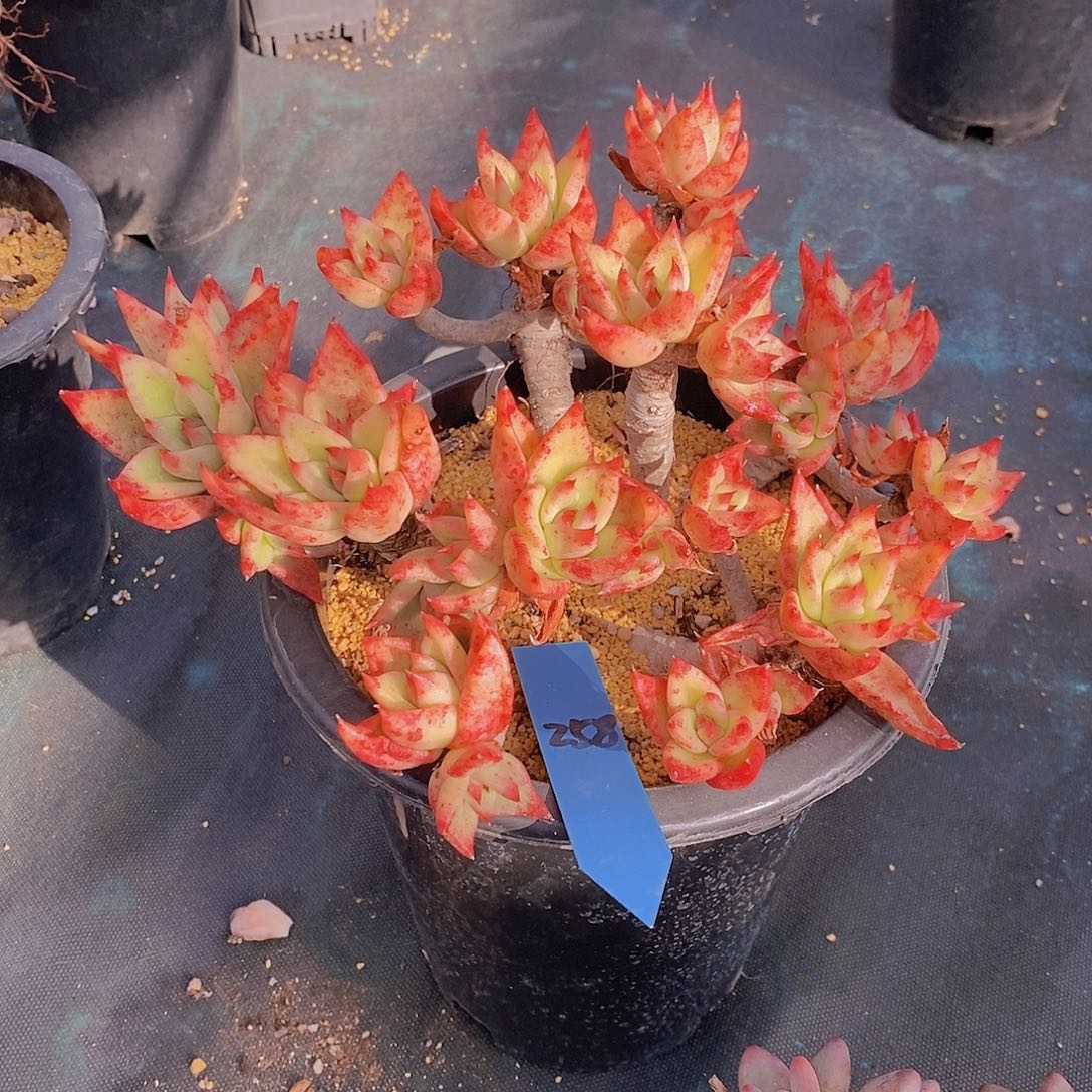 258多肉植物老桩