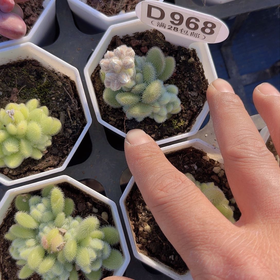 ?***?D968信东尼一物一拍