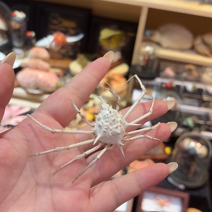 真实蜘蛛蟹标本哦