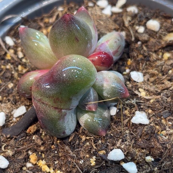 幻影红拉丝670安的多肉啊啊