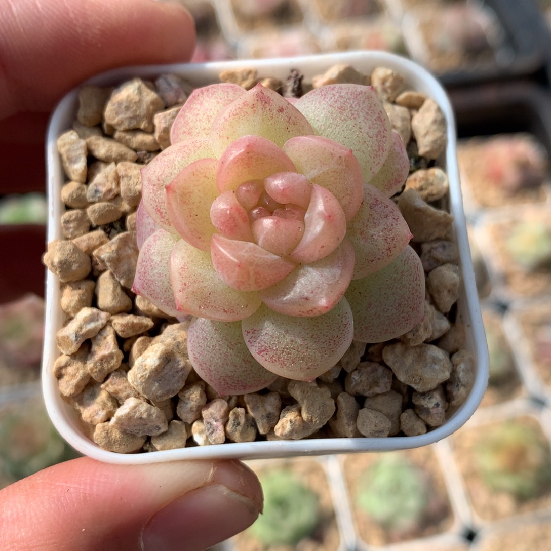 黄体一颗。         11号