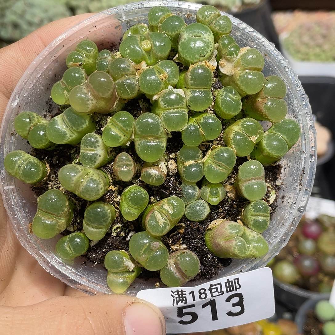 513当天凑满十八元包邮生石花