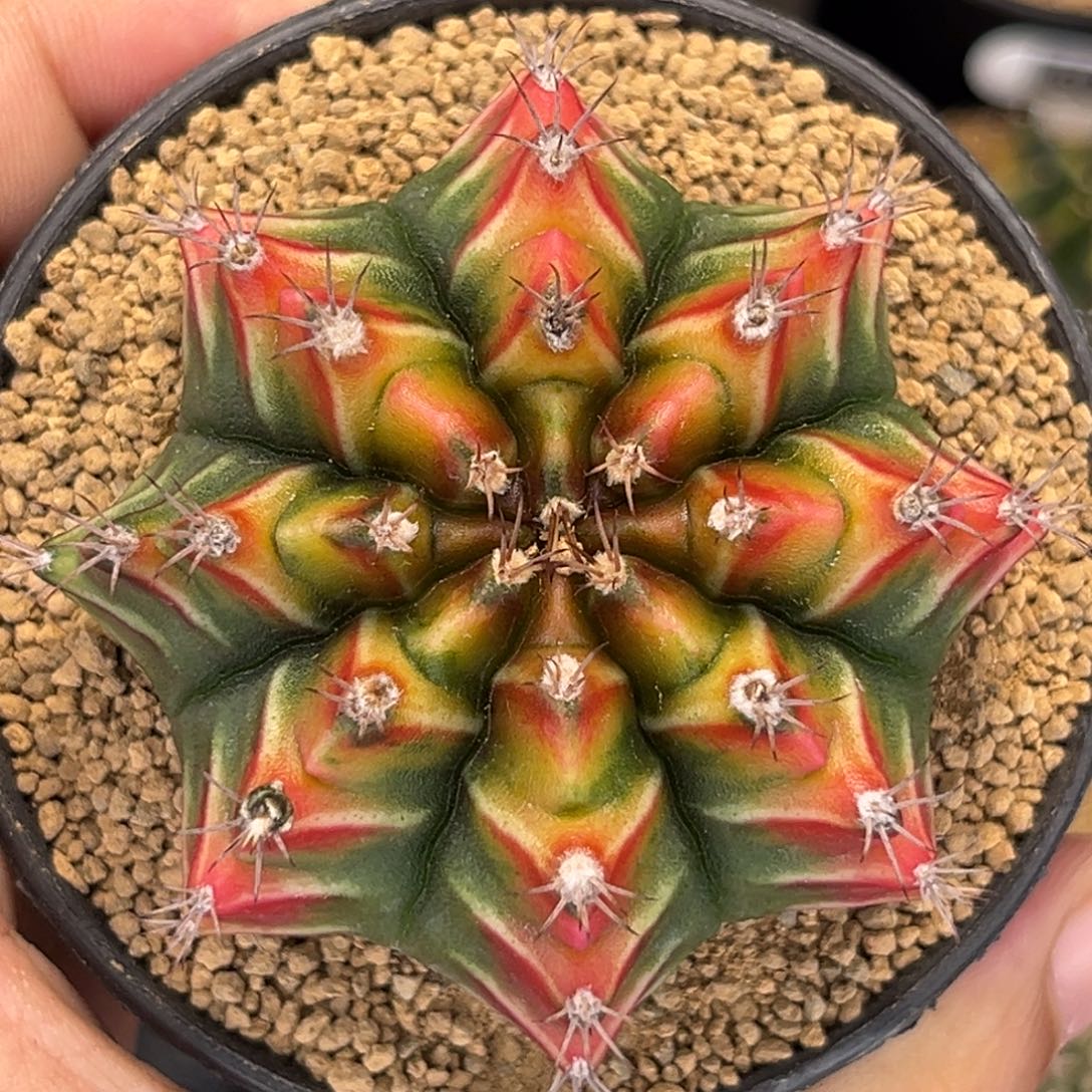 熔岩米哈肋骨仙人球25