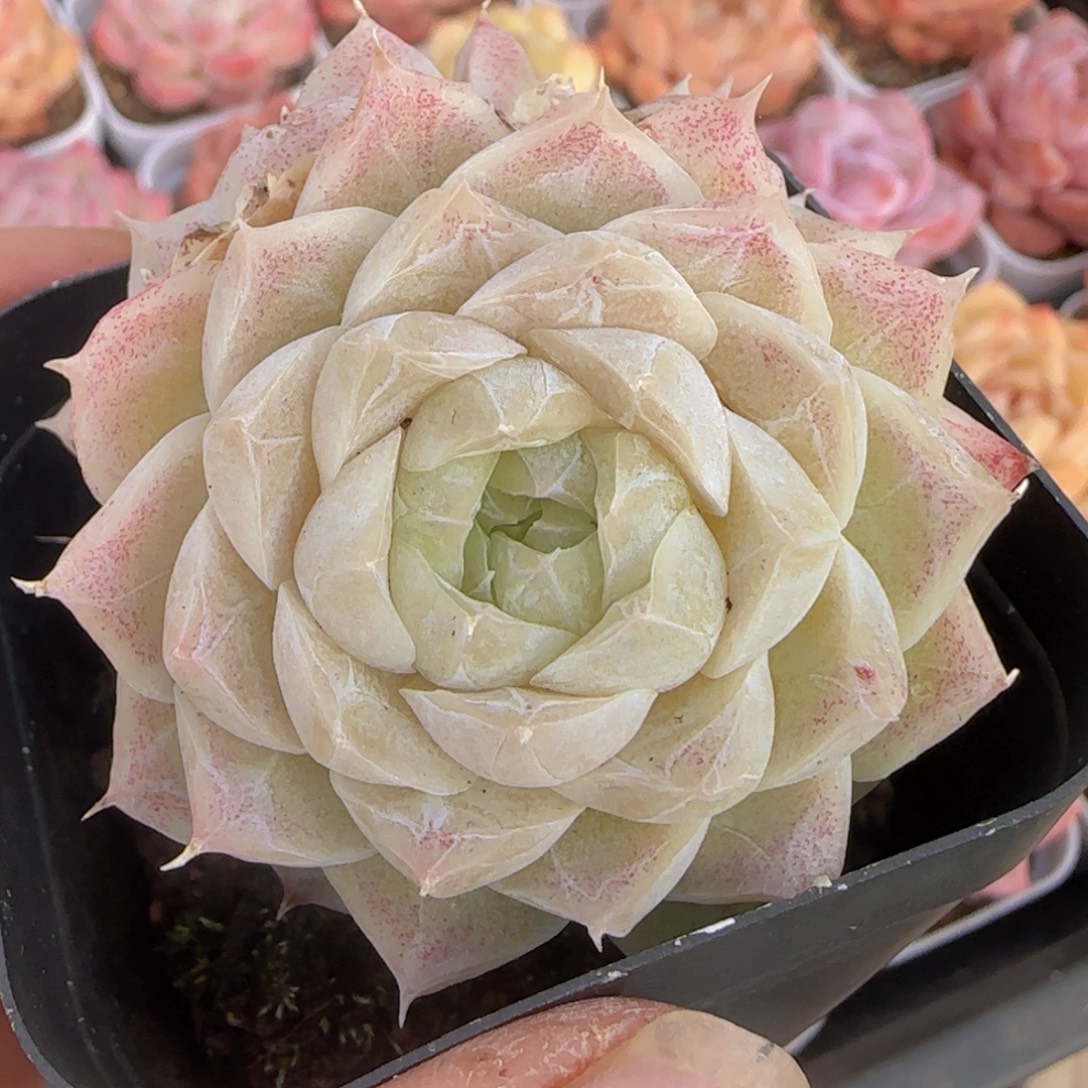 多肉精控优选一物一拍