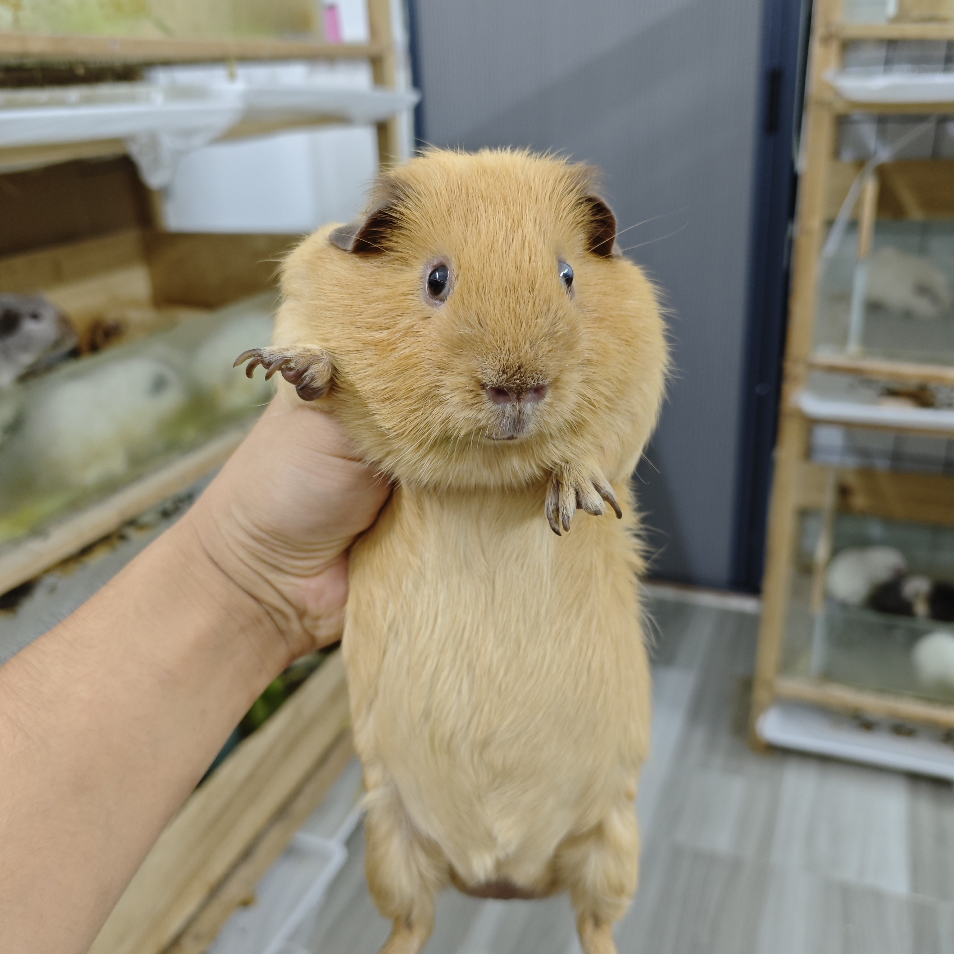 奶黄加州弟弟8个月左右