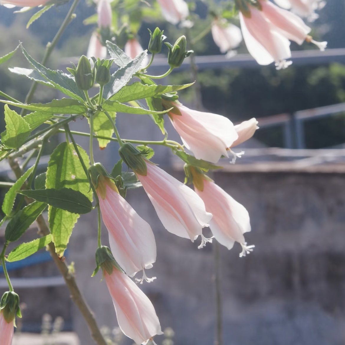 宫粉悬铃花 多季节开花植物 阳台花园庭院盆栽地栽皮实好养活