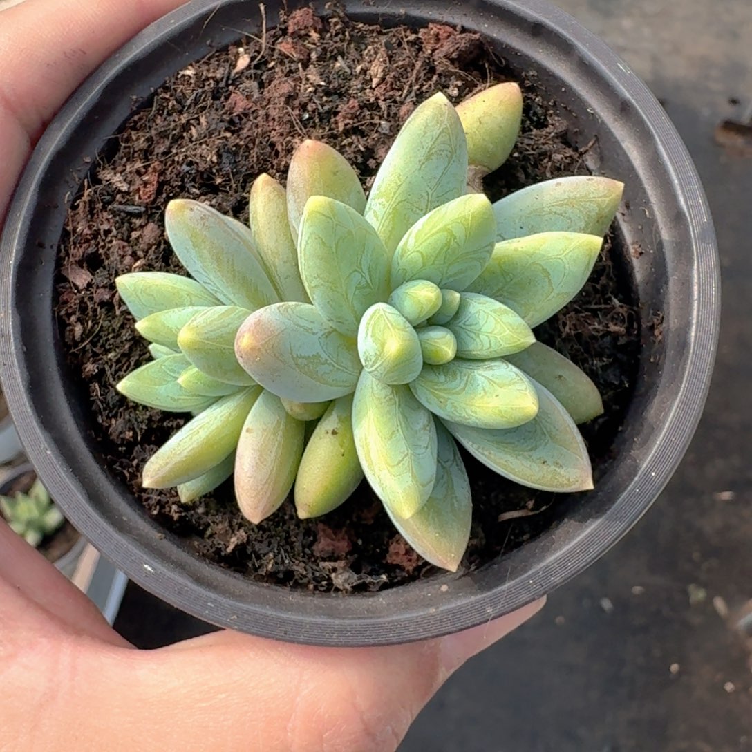 阿蒂斯托 叶插  一物一拍