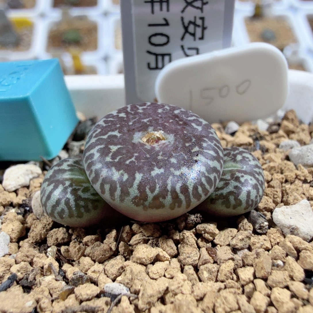 豹纹安贞 12-19-L37