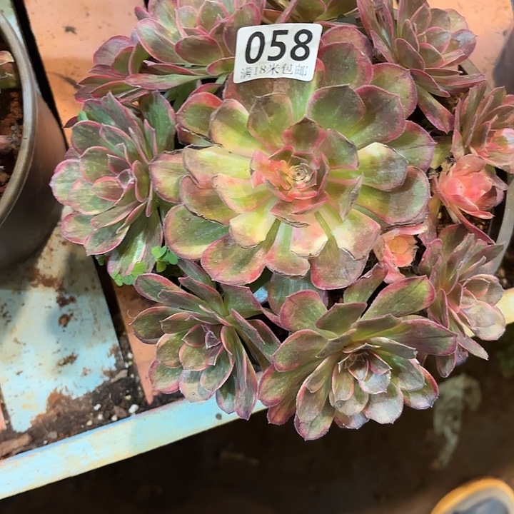 058黑魔锦捧花掌心多肉法师锦