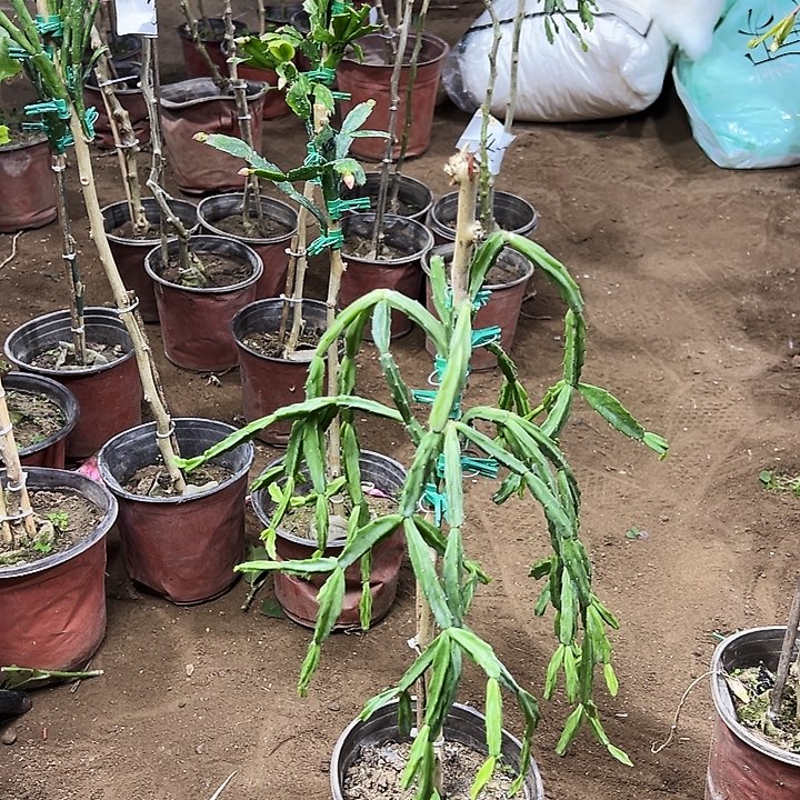 张***一叶仙嫁接一层紫色异类带花架编号3