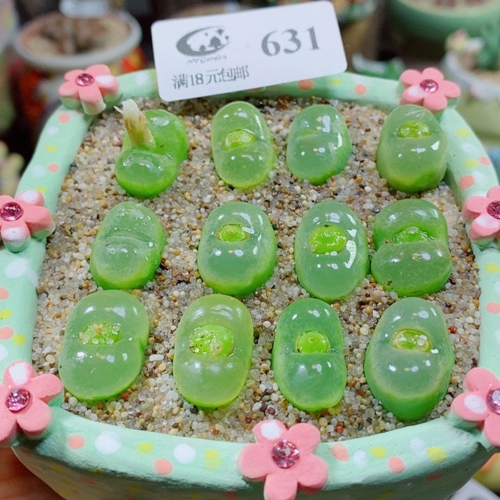 生石花花花花花花631