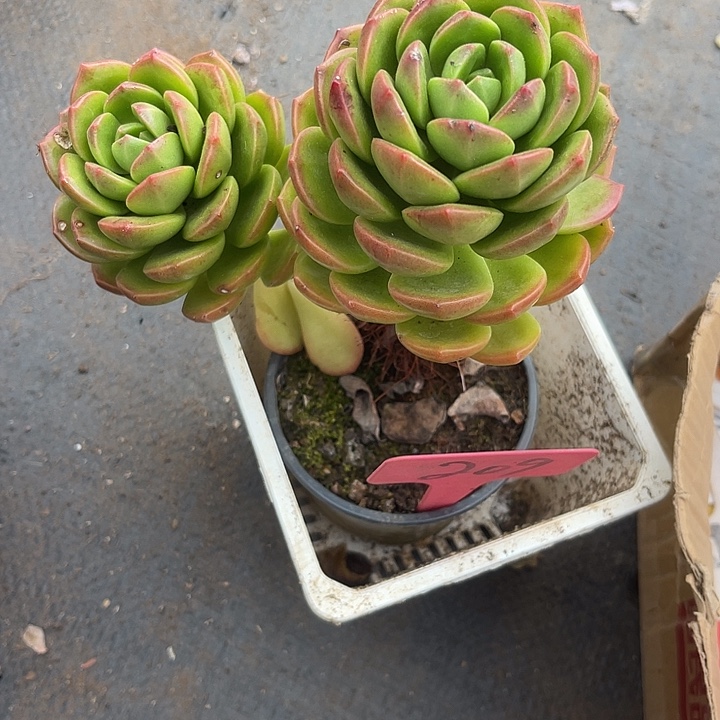 两单包邮，一物一拍209拉萨