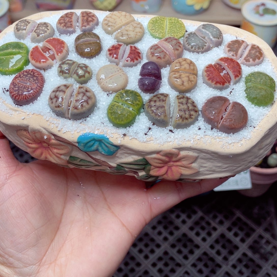 w1627 带盆土发货-零下地区拍保温箱