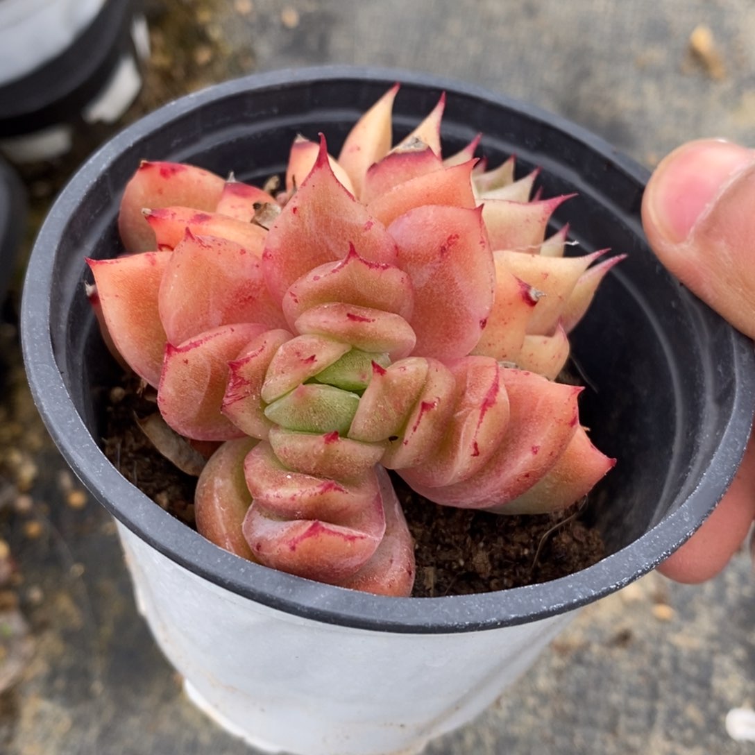 自助下单一物一拍多肉植物_可寄养