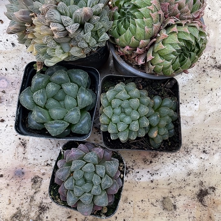 5颗装组合装昆明直发