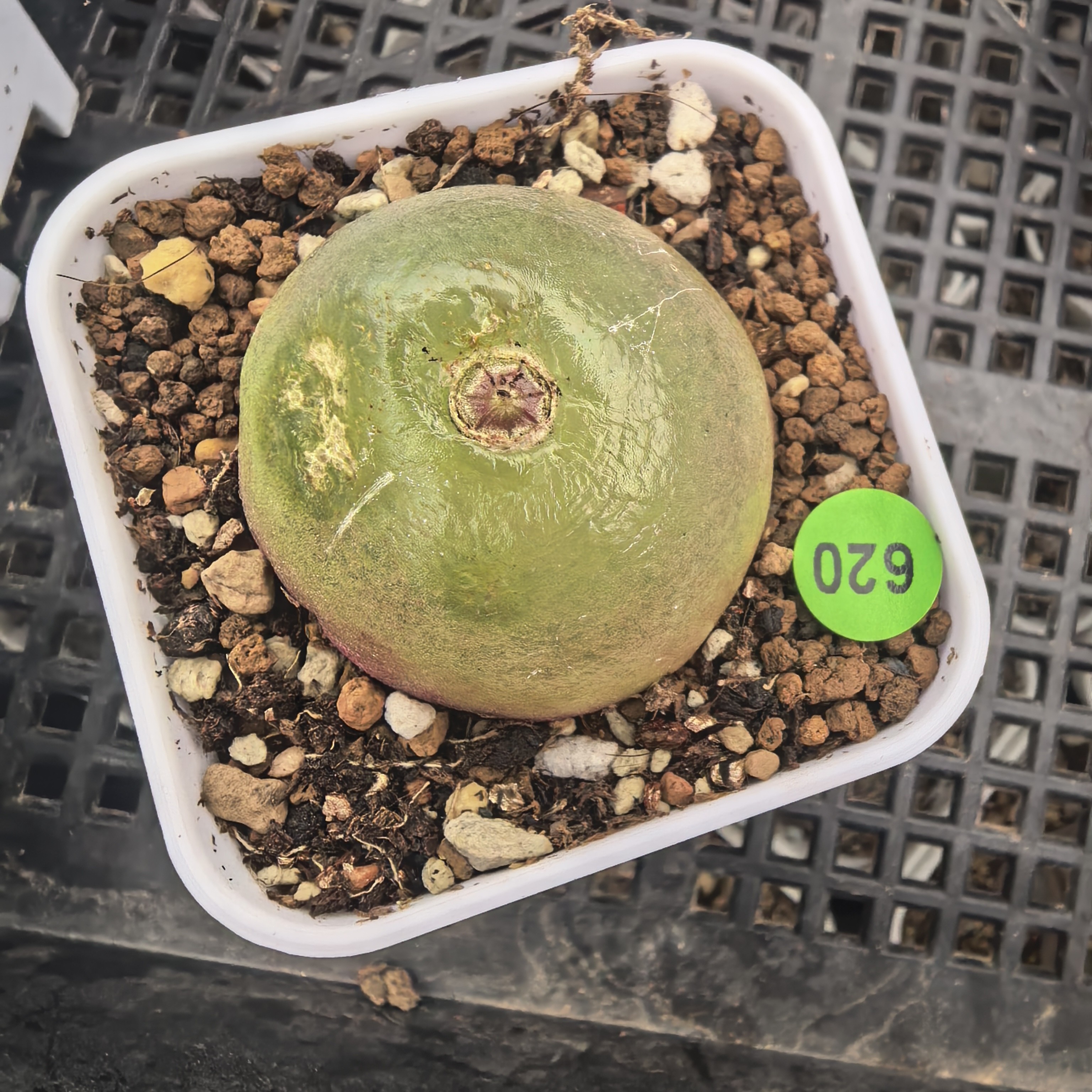 灯泡3.1-3.3CM，（瑕疵干疤），带盆包邮中通