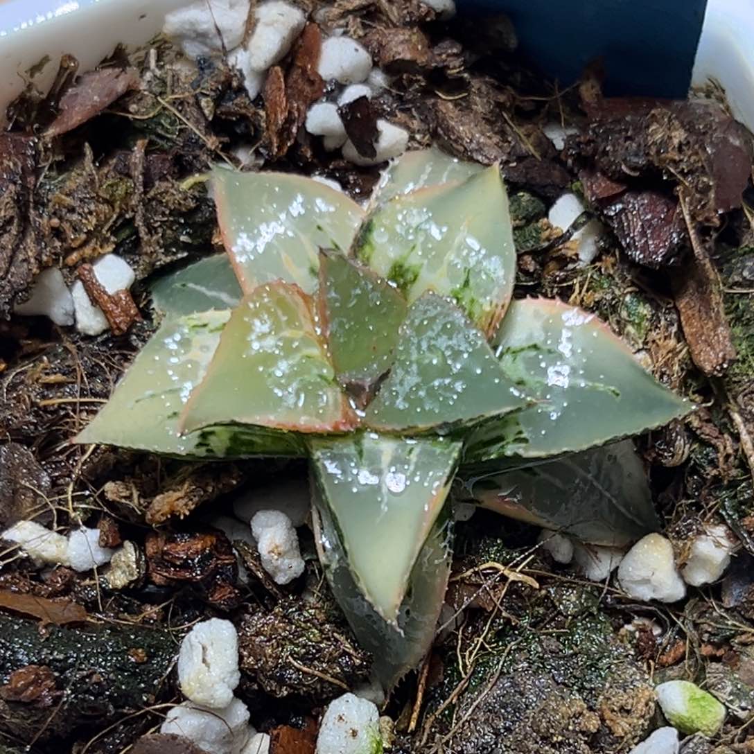 恭喜发财大吉大利522