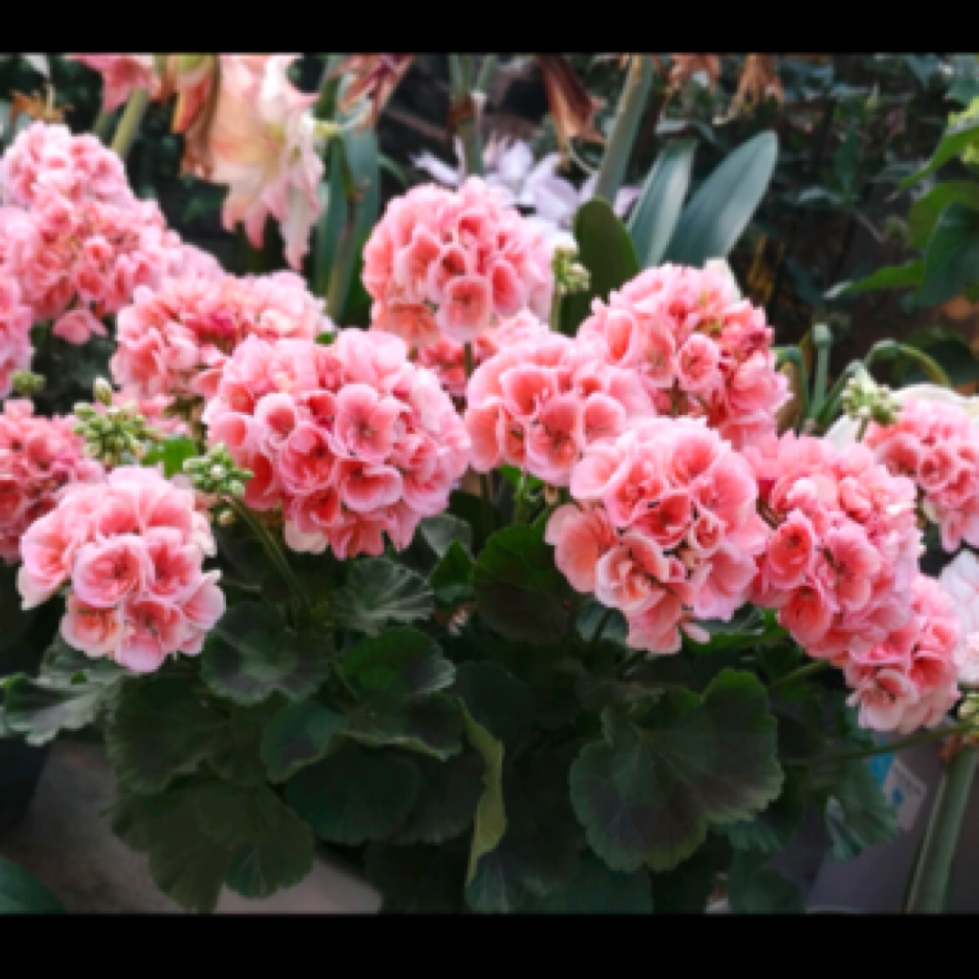 【857】天竺葵粉色大花球直立天竺葵庭院阳台观赏