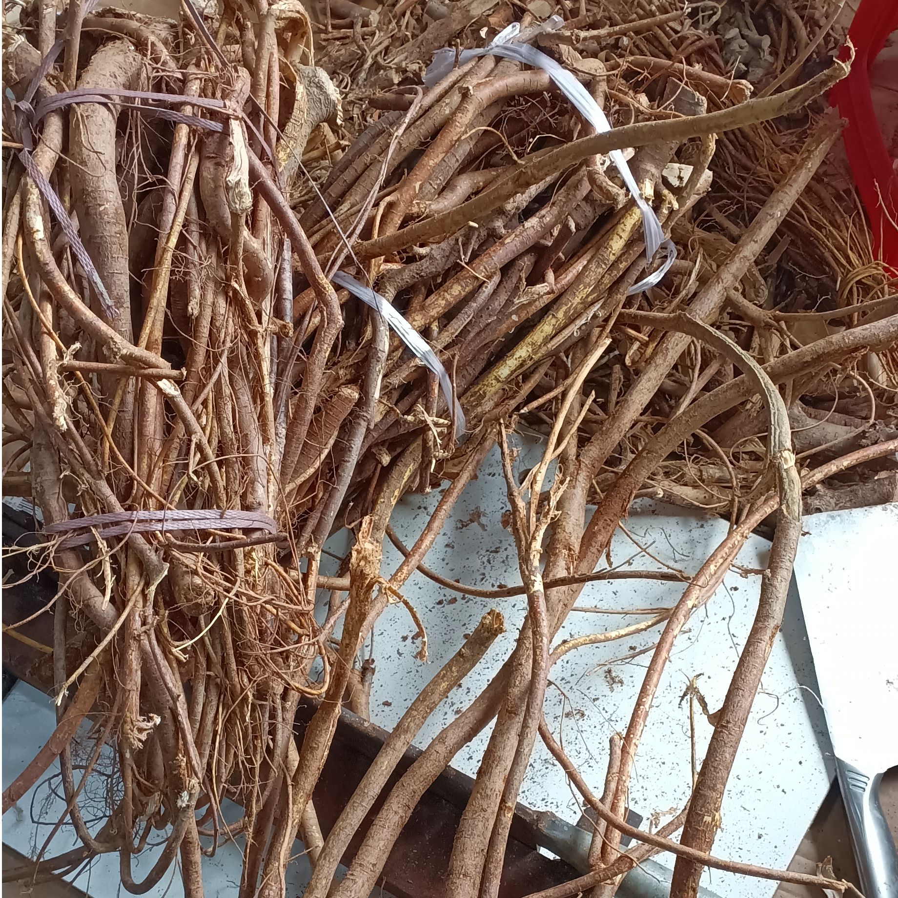 【新鲜五指毛桃】椰香味煲汤好料野生生态