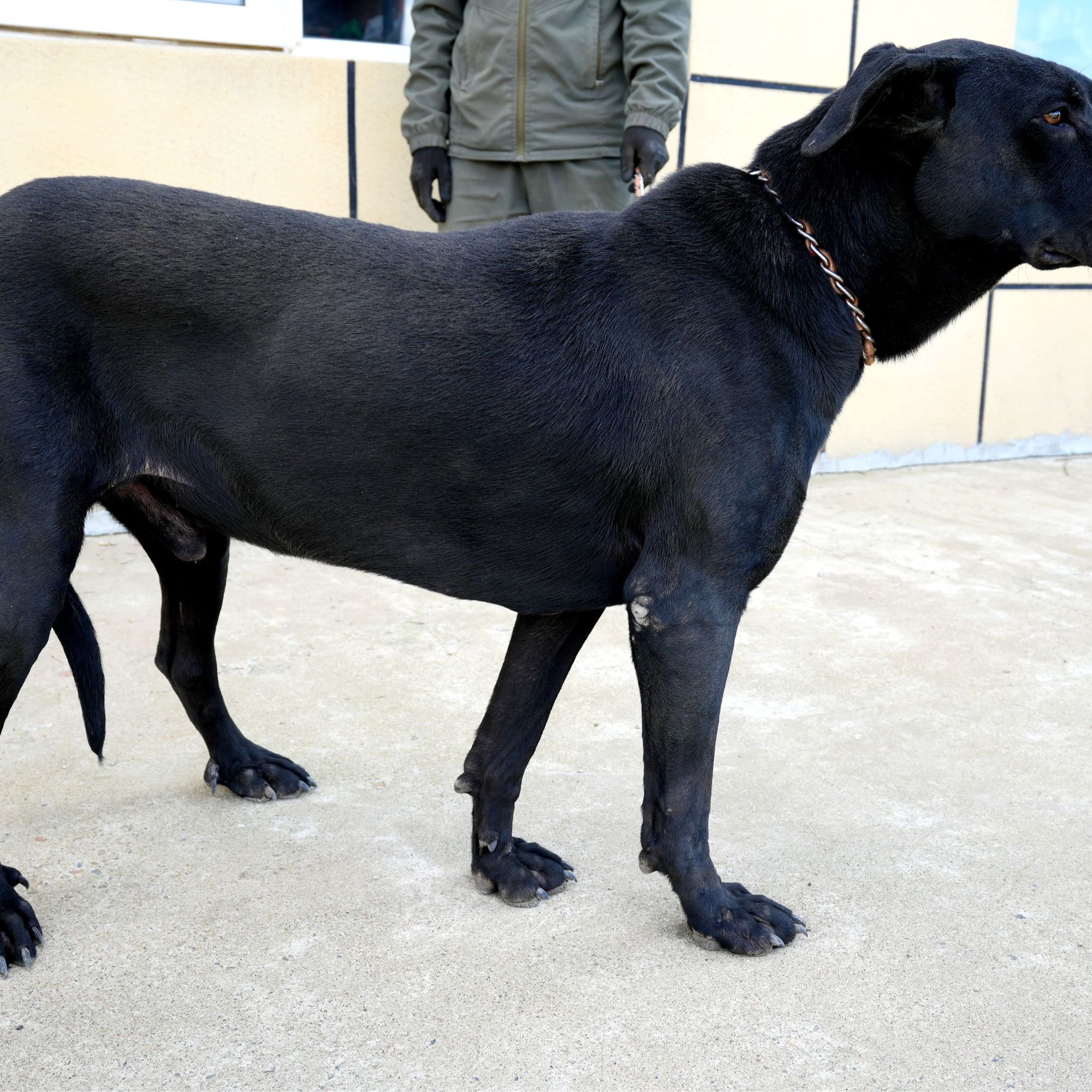 正宗纯黑色黑狼犬（成年犬）