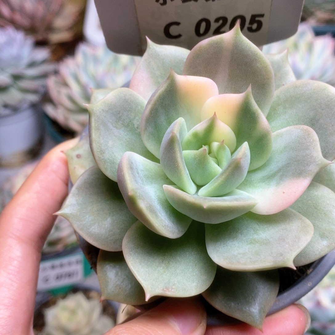 C205贝加尔湖锦锦锦锦锦