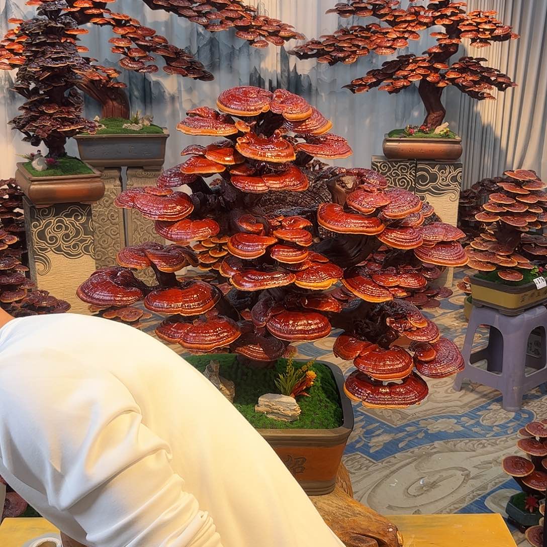 V***V无花朵888888888888