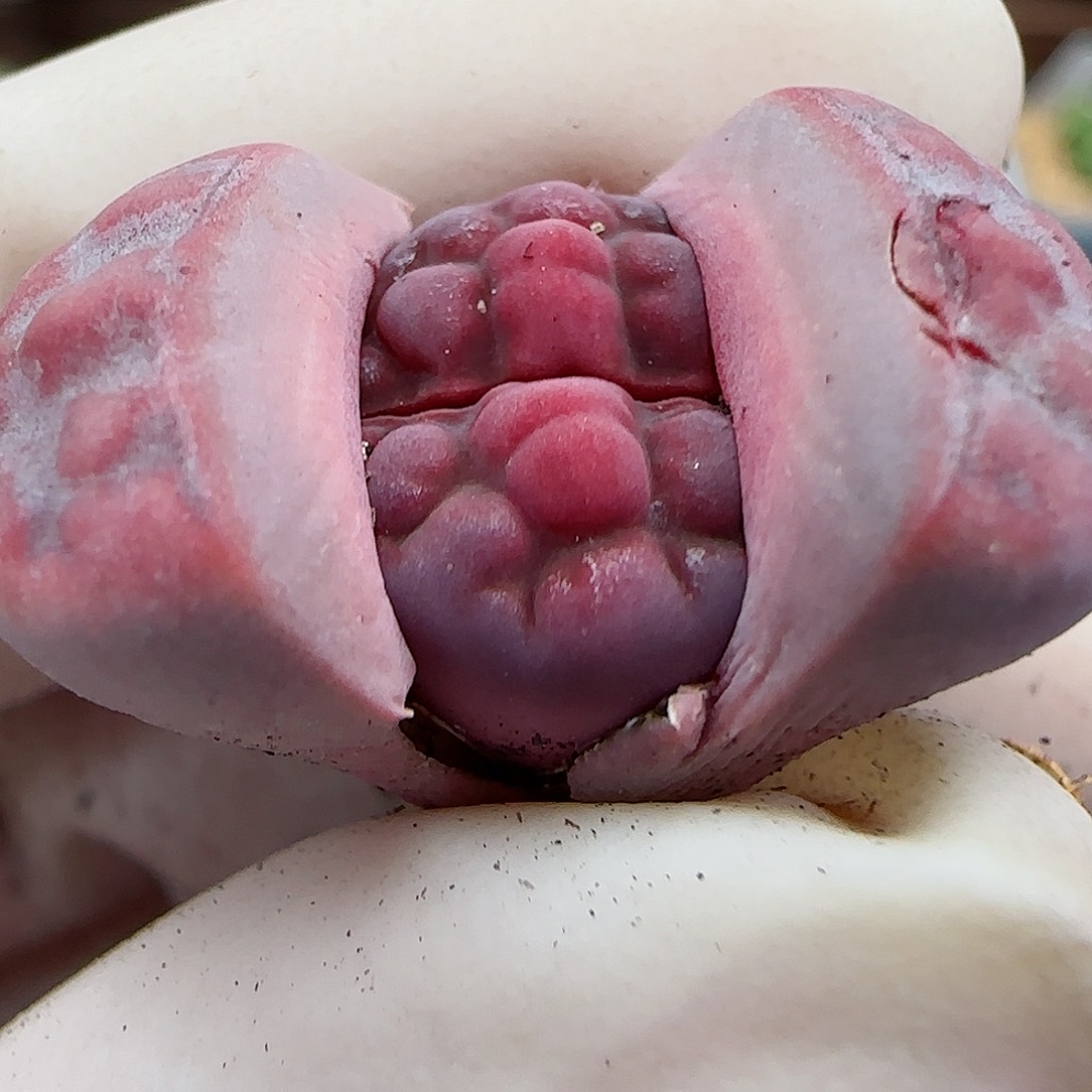 999阿克玫瑰福利