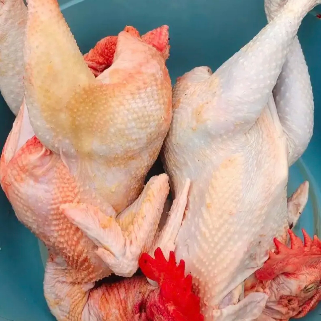 买一送一（2只大红公鸡）9.5斤公母可选 农家散养大公鸡 黑脚公鸡 五谷喂养 肉质鲜美