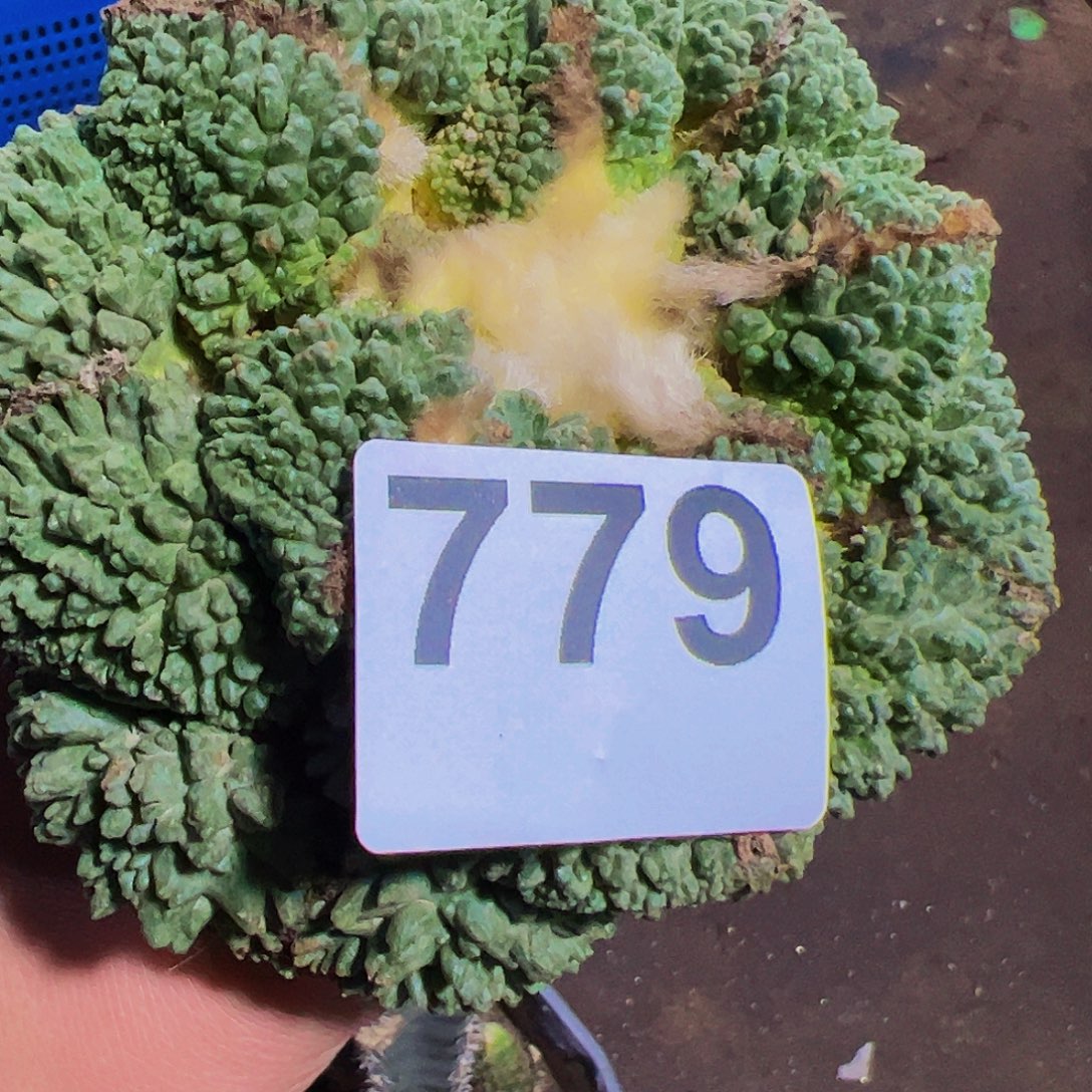 晨***夕无花朵哥斯拉龟甲牡丹779