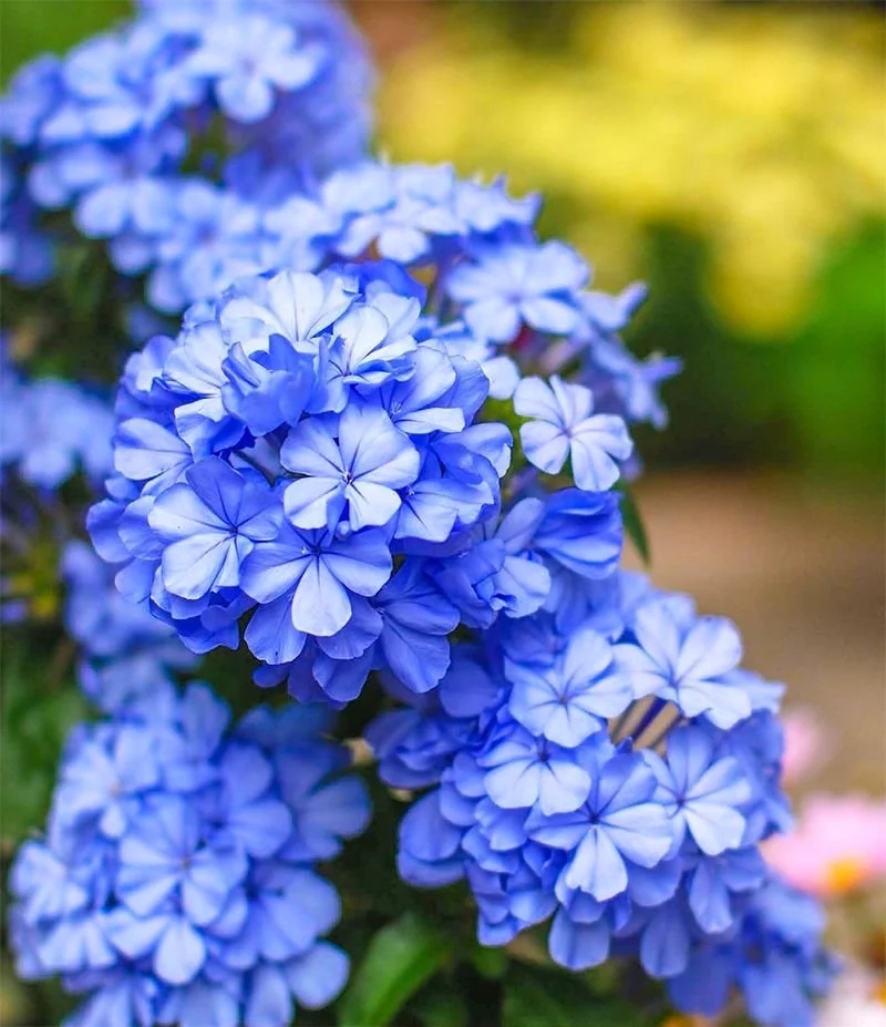 蓝雪花盆栽花苗大苗四季开花爬藤阳台庭院花卉植物耐高温