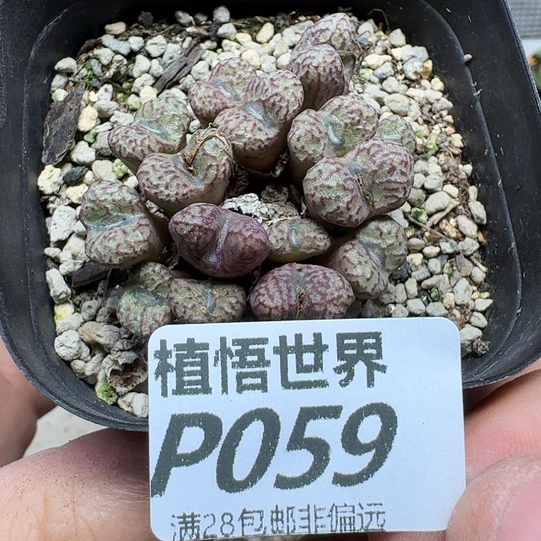 多肉植物的润泽fvb