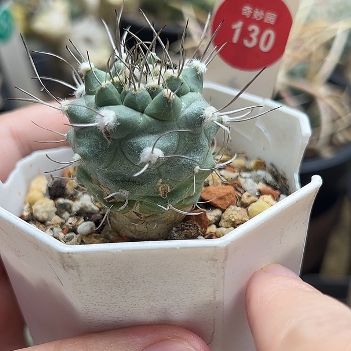 实生优选长刺娇丽3.2cm