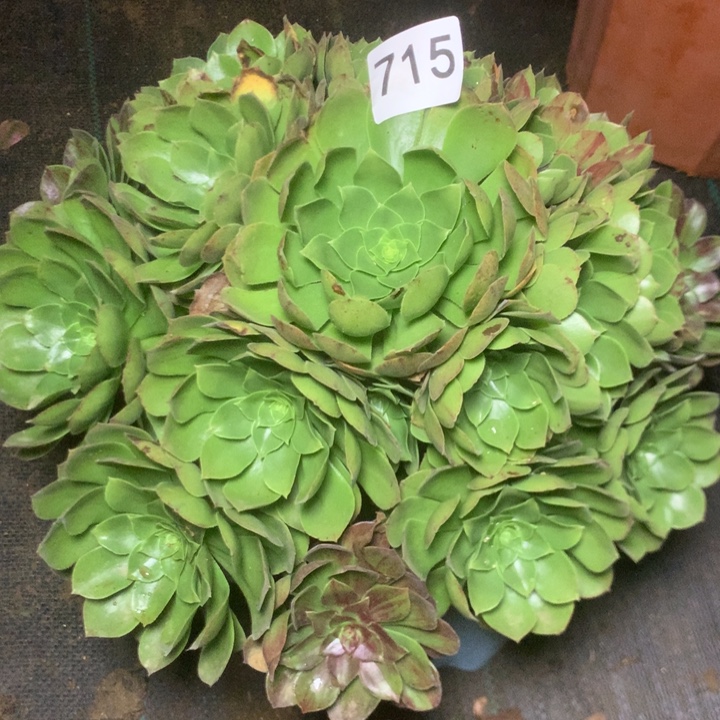 715万圣夜多多肉植物