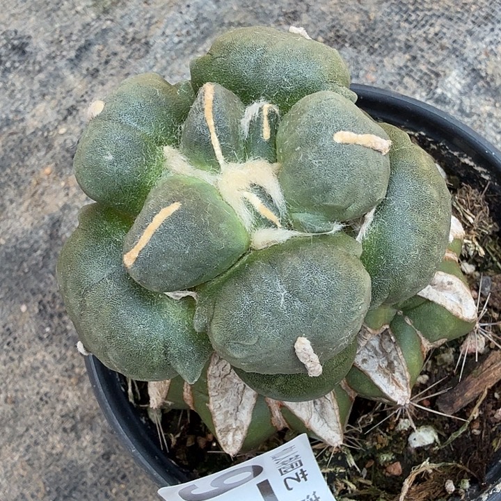 春***天无花朵976白肌水滴蛋蛋西一