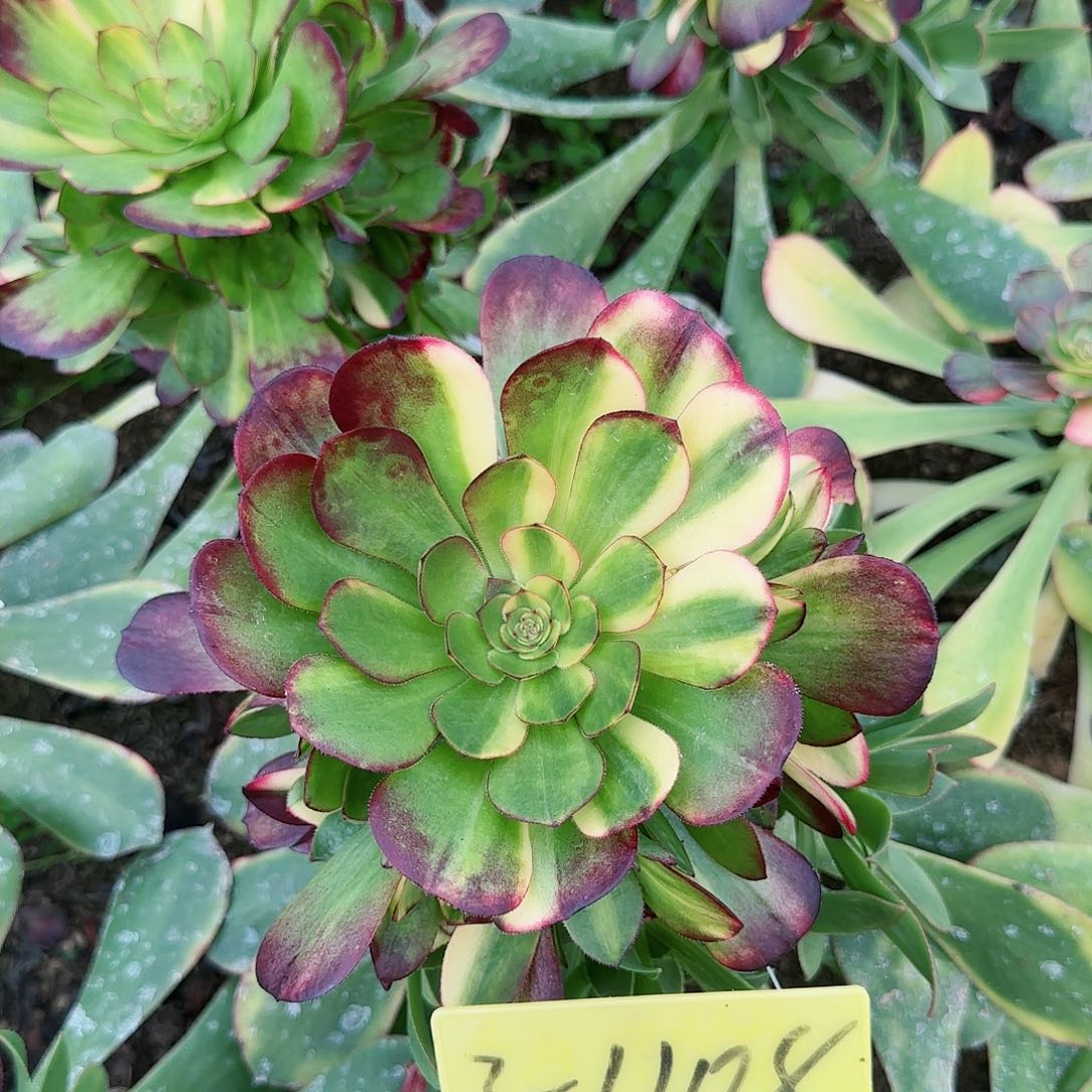 3-1108---多头多万七彩