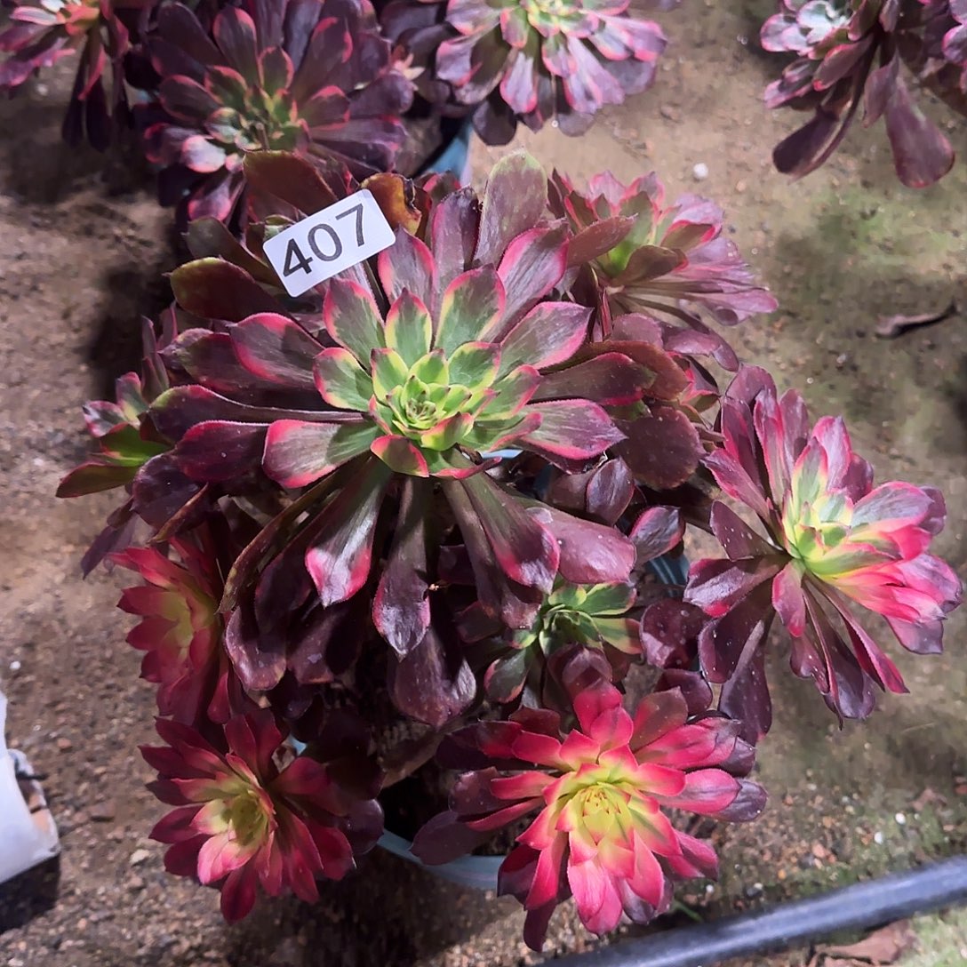 多肉植物法师烟花407