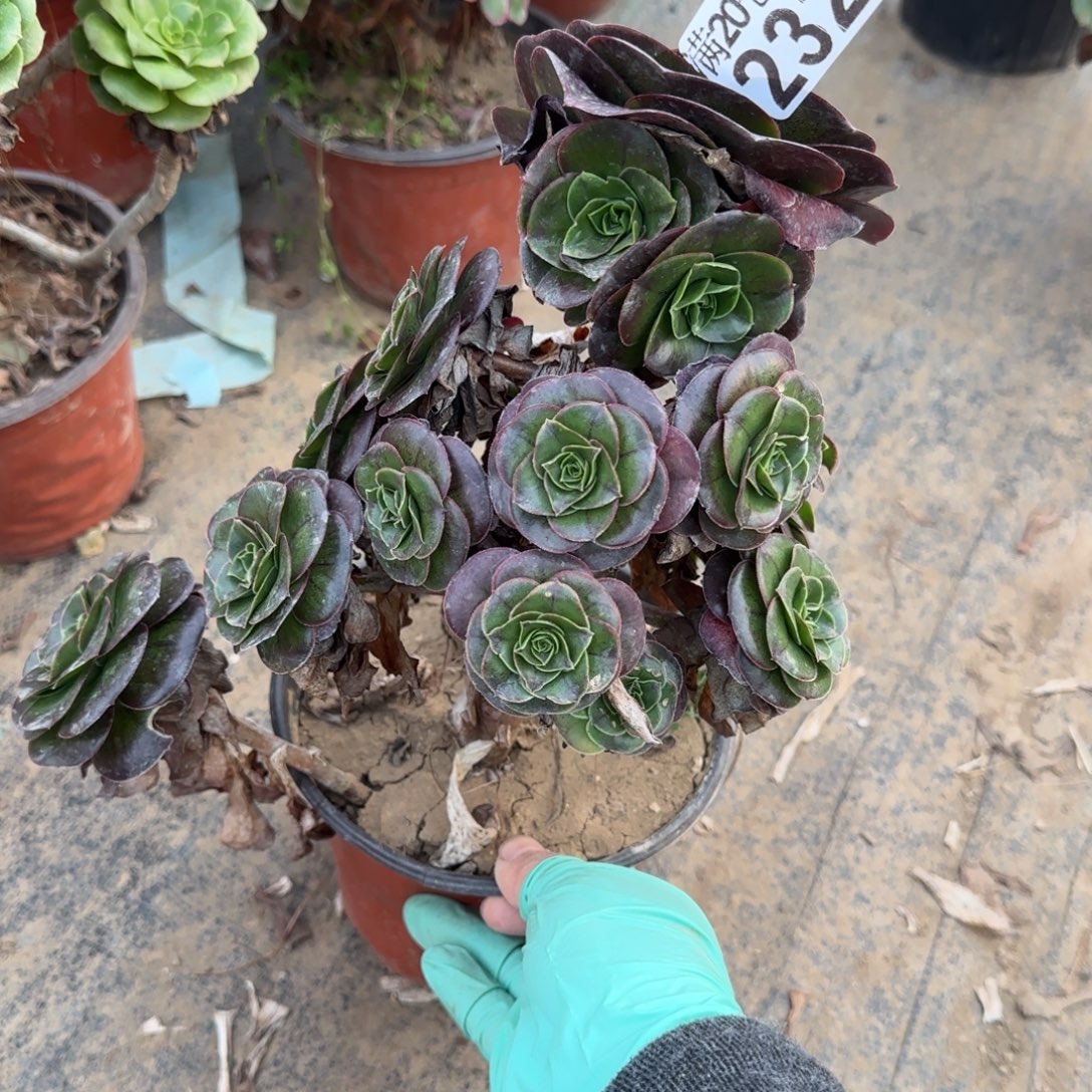 魅金玫瑰232满20包邮断枝不包