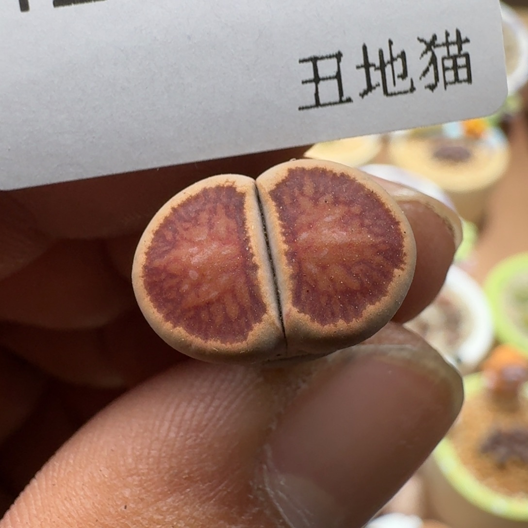 煮***茶1219-836红窗菊生石花