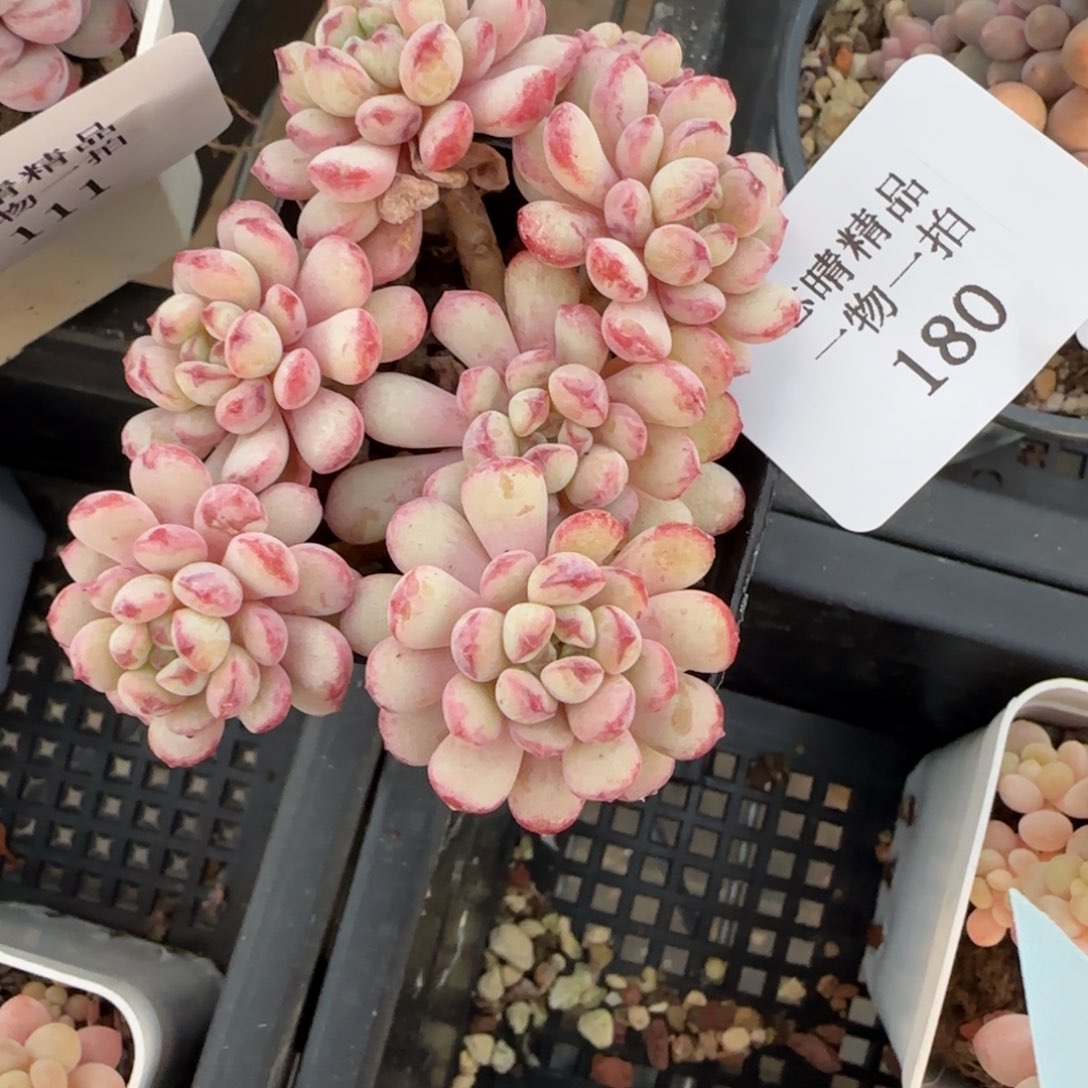 闪购精品多肉180号