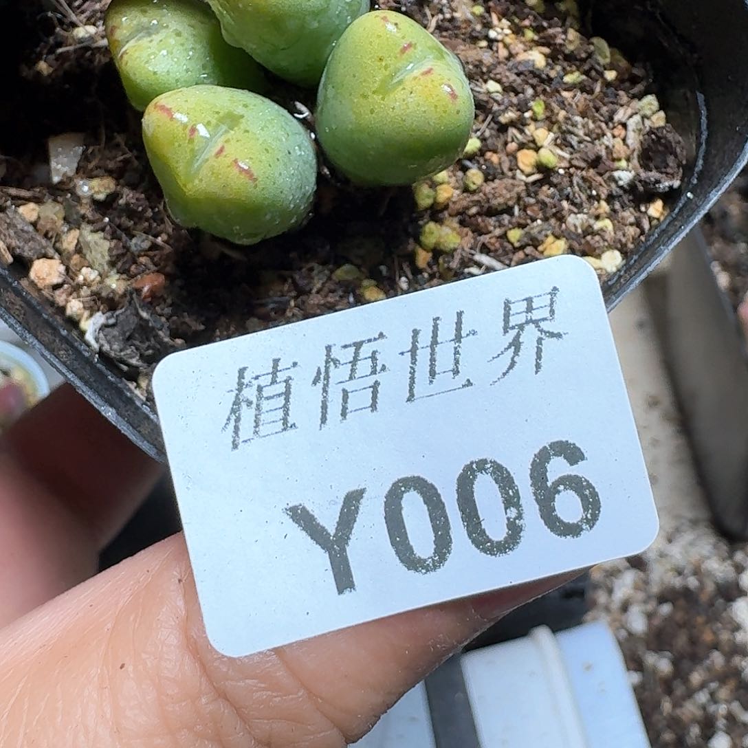 006号多肉植物哇f g