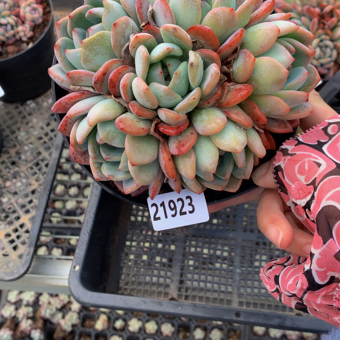 21923斧头全明星嗯嗯