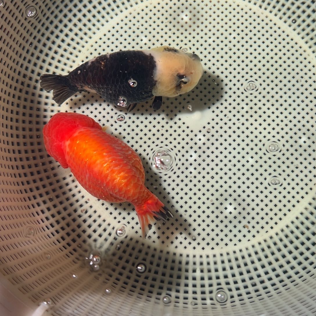 k***s海水鱼潘氏金鱼兰寿金鱼