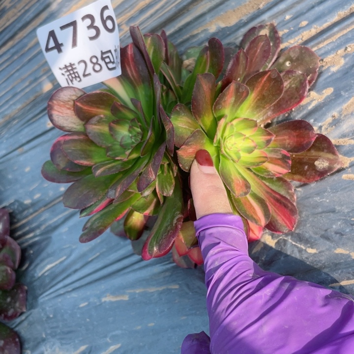 4736二号棚流星雨M