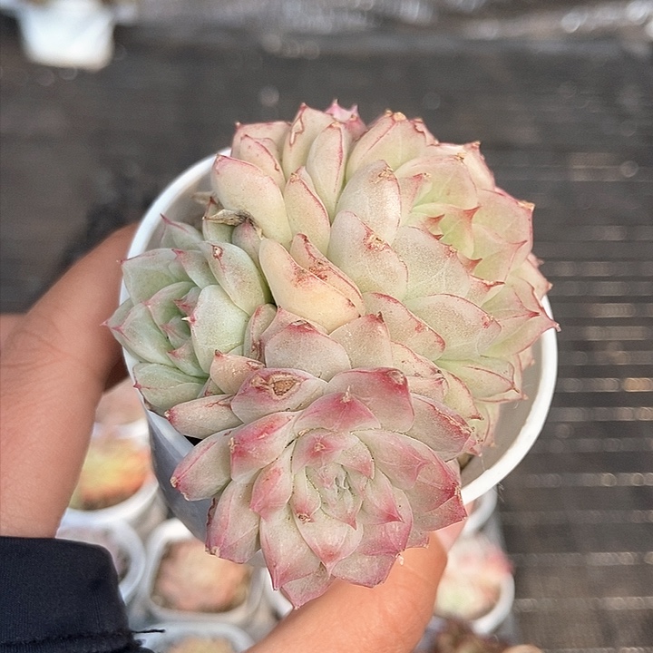 一物一拍满十元包邮发货 335