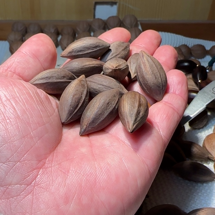 ****手串/手链橄榄核10+1紫核